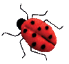 Lady Bird